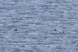 20221028_Amerikaanse Zee-eend_02_Schiermonnikoog